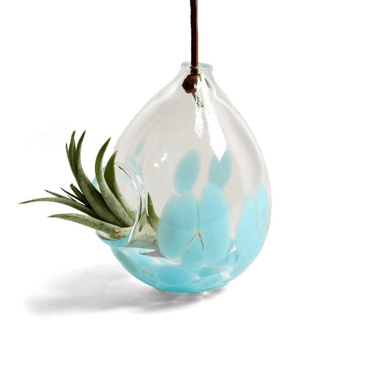 Handblown Glass Air Plant Holder
