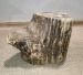 PETRIFIED STONE A