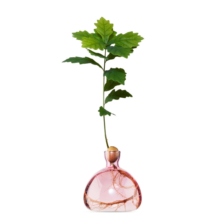 Acorn Vase Pink