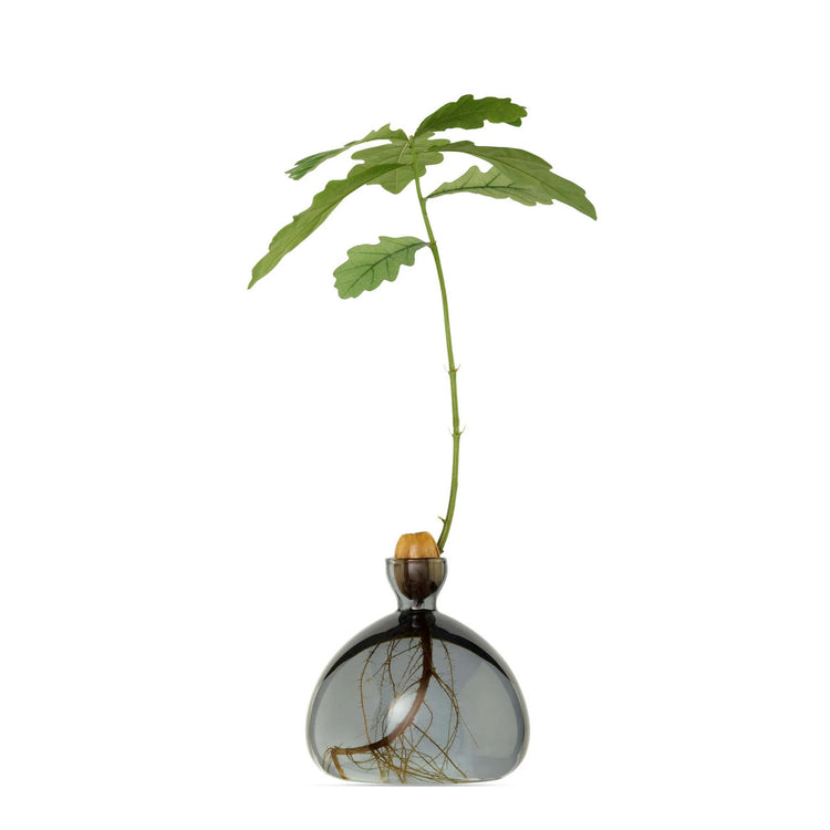 Acorn Vase Smoke