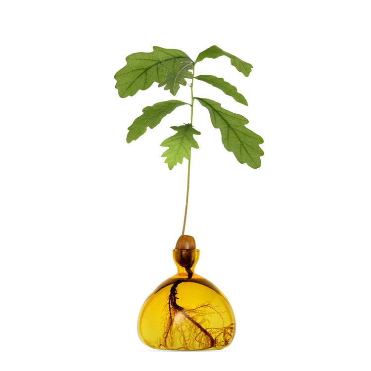 Acorn Vase Yellow