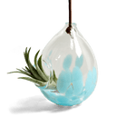 Handblown Glass Air Plant Holder