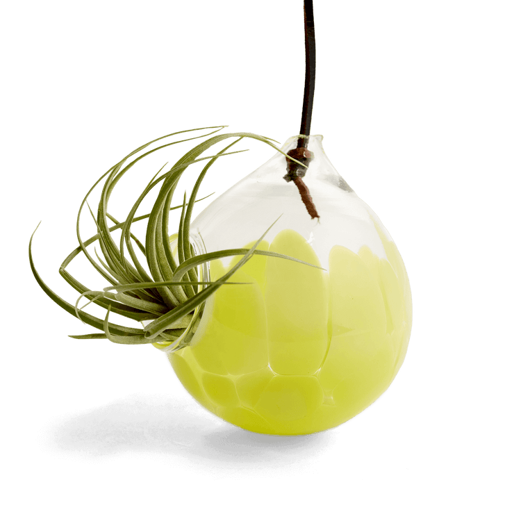 air plant hand holder Handblown Glass Air Plant Holder