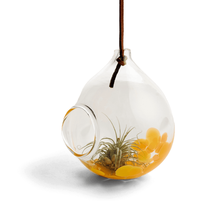 glass air plant containers Handblown Glass Air Plant Holder