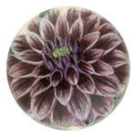 John Derian Dahlia Paperweight