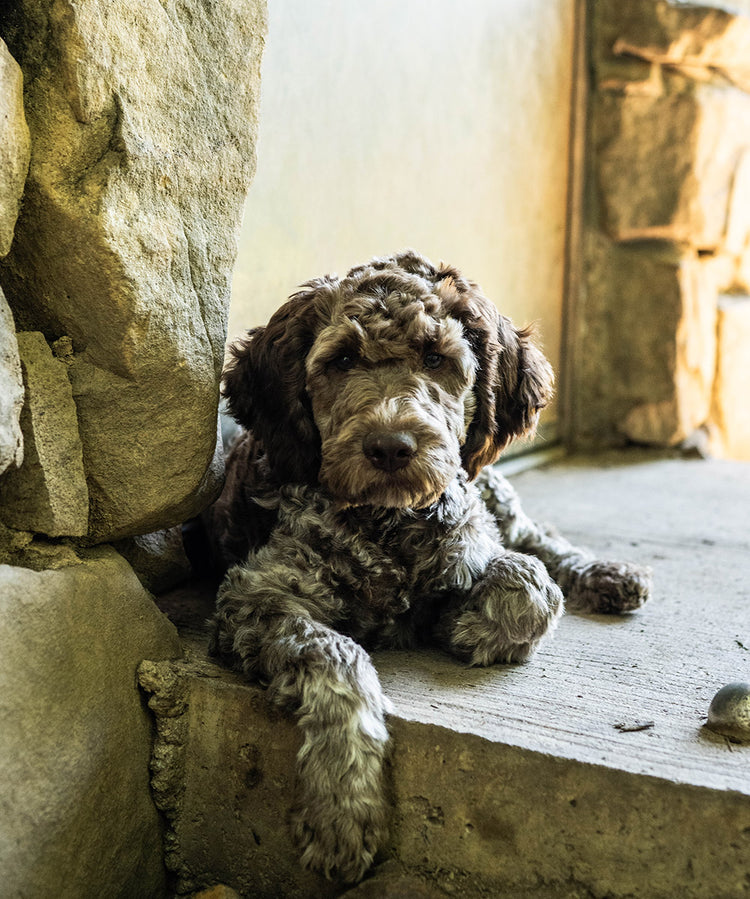 Event Gift Certificate