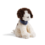 Tom the Truffle Pup