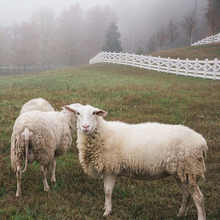Blackberry Farm Custom Scarf Sheep