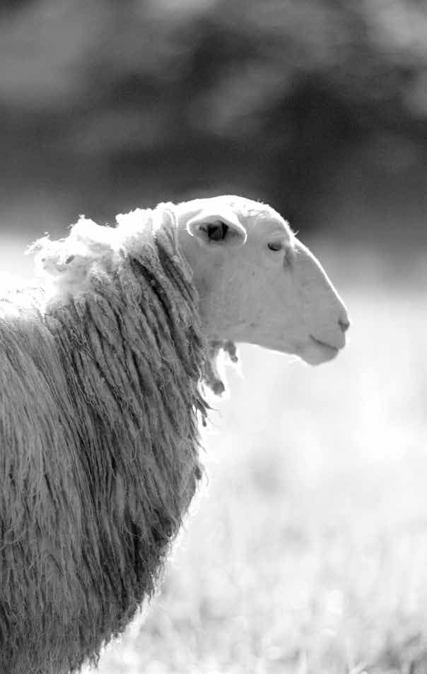 Blackberry Farm Shop